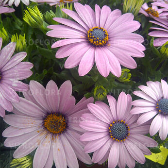 Margarita Lilac
