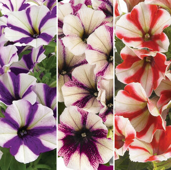 FloraSet Petunia Peppy