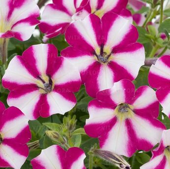 Littletunia Bicolor Illusion