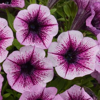 Littletunia Pink Splash