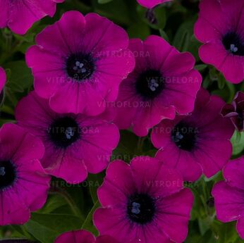 Littletunia Shiraz