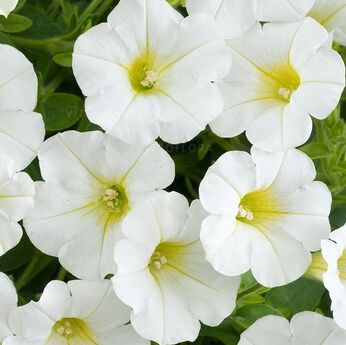 Littletunia White Grace