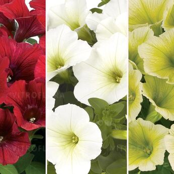 FloraSet Potunia™ 1