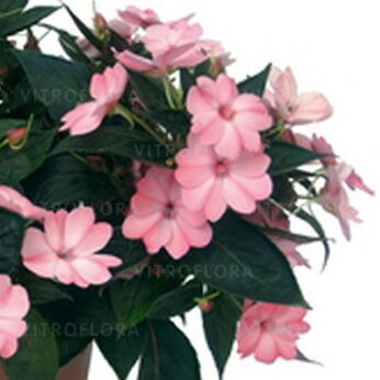 SunPatiens® Blush Pink