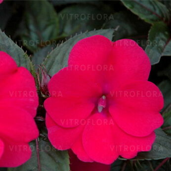 SunPatiens® Deep Rose