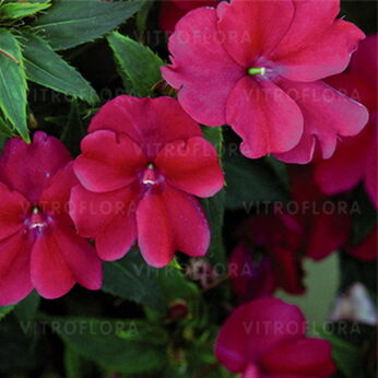 SunPatiens® Magenta