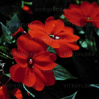 SunPatiens® Orange