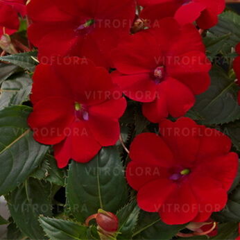 SunPatiens® Red