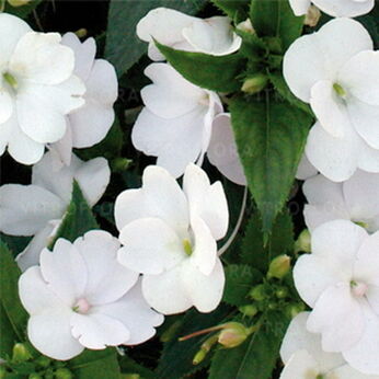 SunPatiens® White