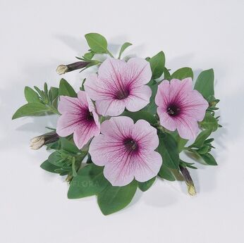 Surfinia Pink Vein