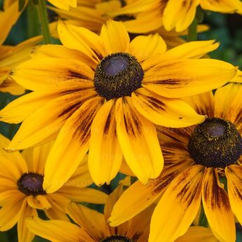 Sunbeckia® Alicia