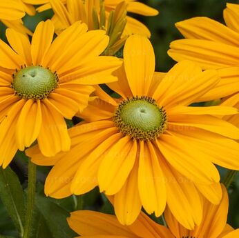 Sunbeckia® Olivia