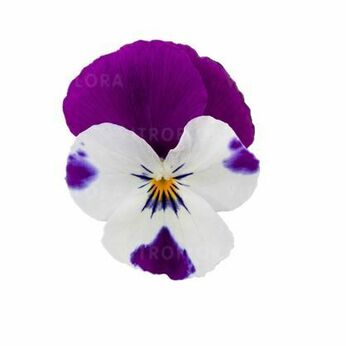 Colgante Purple & White