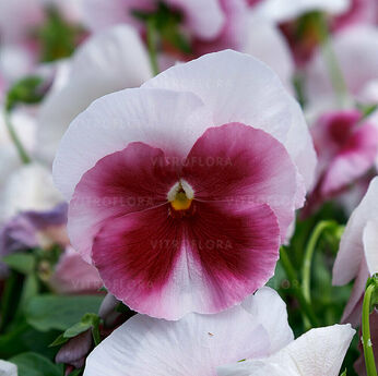 Future Beacon Rose