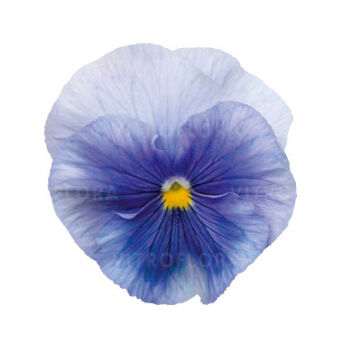 Inspire® Plus Light Blue (Azur)