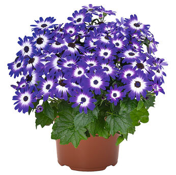 Mandala Blue Bicolor