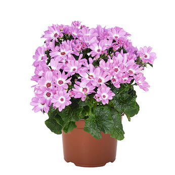 Mandala Pink Bicolor