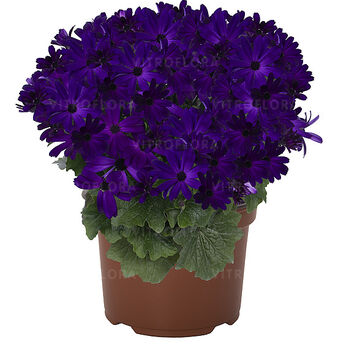 Mandala Purple Blue Eye