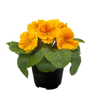 Paradiso Early Orange