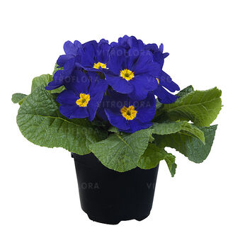 Paradiso Late Blue