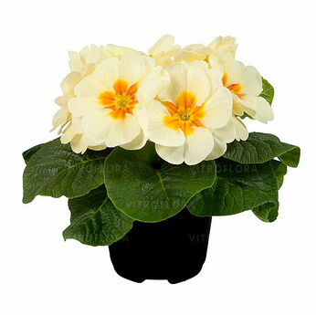 Paradiso Late Cream Yellow