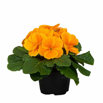 Paradiso Late Golden Orange
