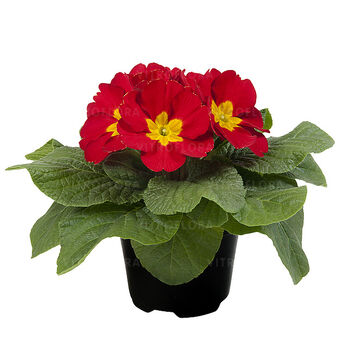 Paradiso Late Red