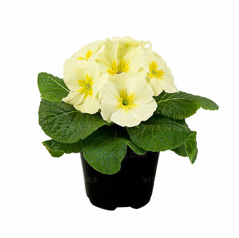 Paradiso Mid Lemon