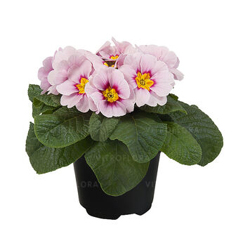 Paradiso Mid Appleblossom