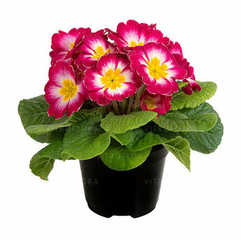 Paradiso Mid Pink Bicolor