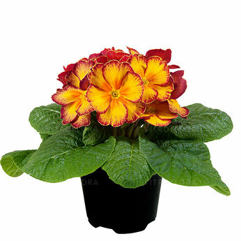 Paradiso Mid Yellow Red