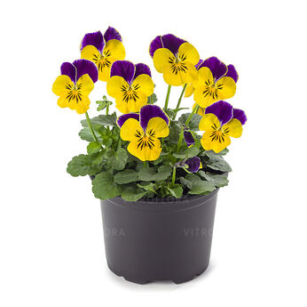 Petit Yellow Jump-Up Impr.