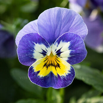 Petit Blueberry Cream