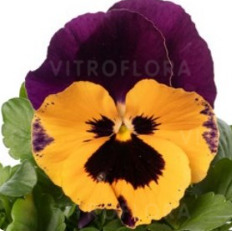 Select Orange Purple Wing