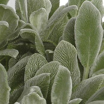 Silver Carpet