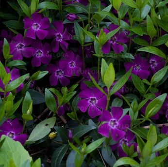 Atropurpurea