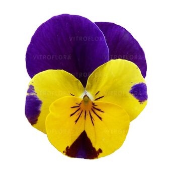 Cornet Gold Purple Wing