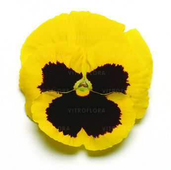 DeluXXe Yellow Blotch