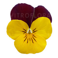 Cornet Yellow Red-Wing XP
