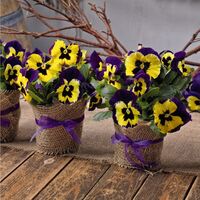 Select Exp. Yellow Violet Wing