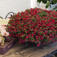 Aloha Double Cherry Red