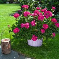 Big EEZE Fuchsia Blue