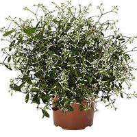 Star Dust White Flash