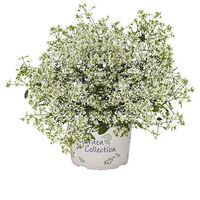 Star Dust Super Flash