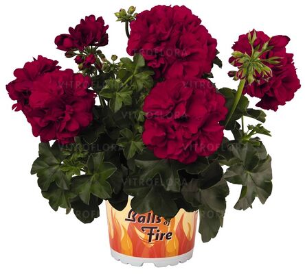 Great Balls of Fire™ Red Velvet