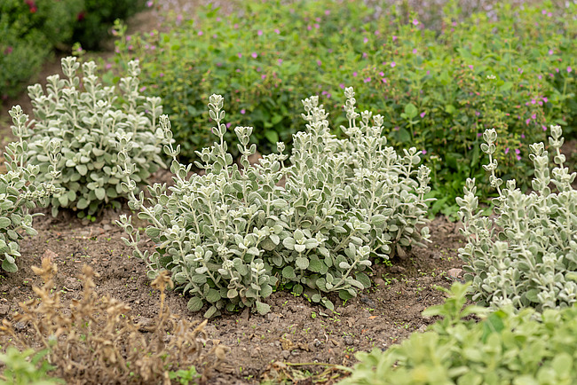 Compact Form | Vitroflora