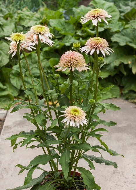 Cherry Fluff- Vitroflora
