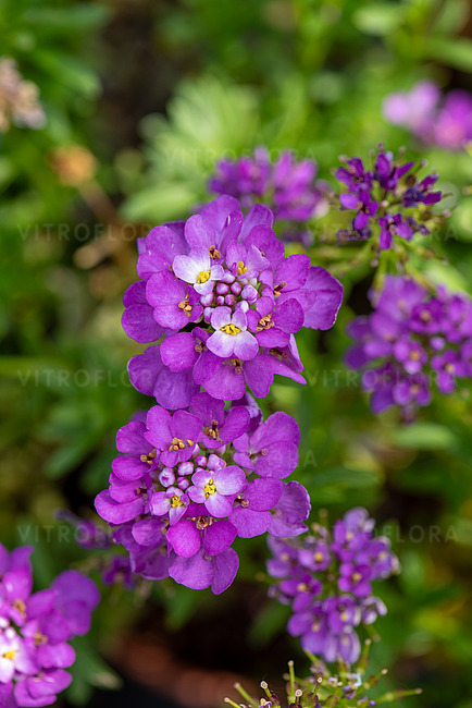 Absolutely Amethyst- Vitroflora - cuttings, seedlings