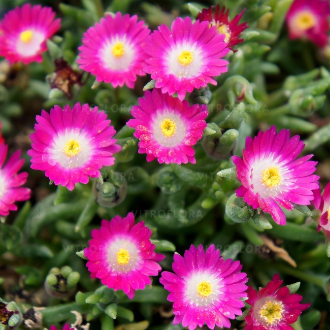 Jewel of Desert. 
