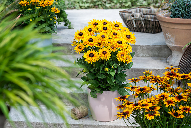 Katta mushuklar porno videolar